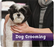 Dog Grooming