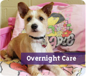 Overnight Care