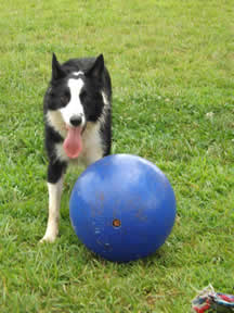 Dogball