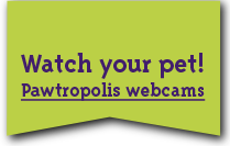 Watch your pet! Pawtropolis webcams